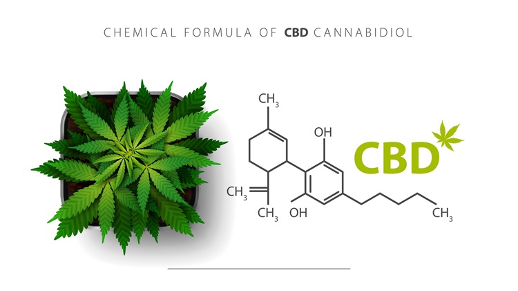 CBD:n (kannabidiolin) kemiallinen rakenne, sen alla kannabiskasvi ja sen vieressä CBD:n rakenteen kuva.