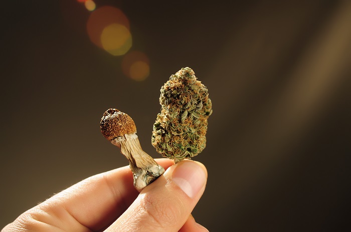 Eine Hand hält eine Cannabisblüte und einen Psilocybin-Pilz. Hat THCO psychedelische Wirkungen?