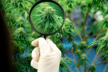 Cannabisplanten under lup, hvad er cannabinoidet THCB