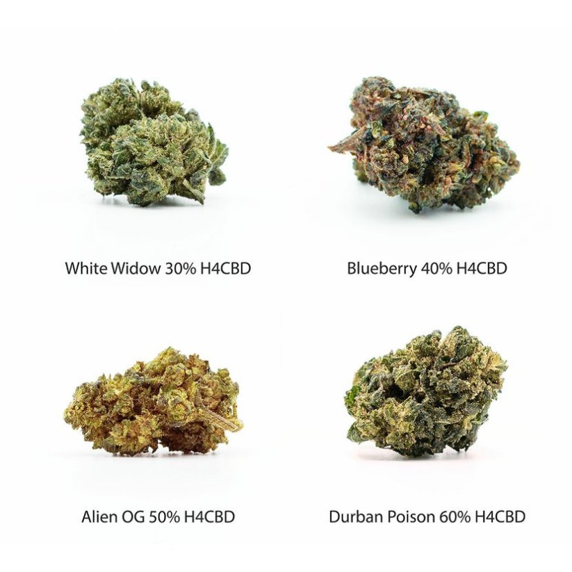 H4CBD Flowers komplet vzorcev - White Widow 30 % H4CBD, Blueberry 40 % H4CBD, Alien OG 50 % H4CBD, Durban Poison 60 % H4CBD, 4 x 1 g