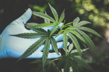 Folhas de cannabis, o que é THCH