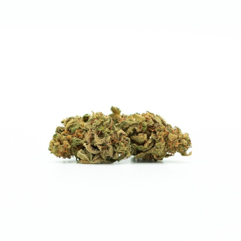 Canalogy HHC kvetina Shogun 10 %, 1g - 100g