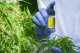 Handskbeklädda händer håller THCJD-destillat vid en cannabisväxt