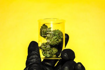 Handskar som håller i en glasburk med cannabisblommor, vad är THCO