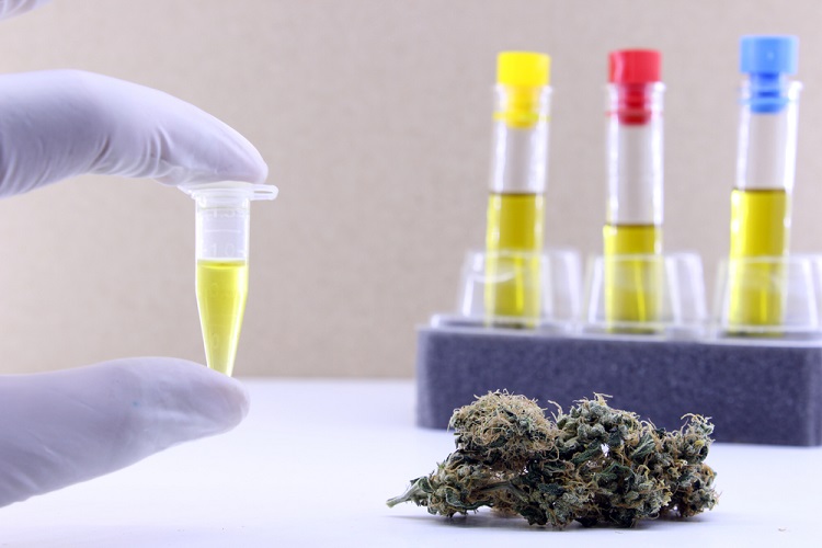 Extrato e flores de cannabis, o THCB é mais frequentemente produzido sinteticamente, por exemplo a partir do CBD