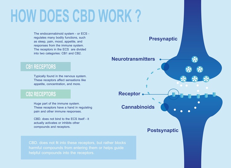 Le fonctionnement du système endocannabinoïde humain, les récepteurs CB1 et CB2 et la manière dont le cannabinoïde CBDP les affecte.